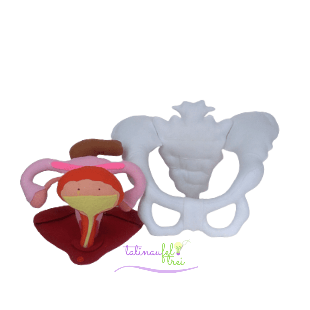 Pelve feminina com orgãos - Imagem 2