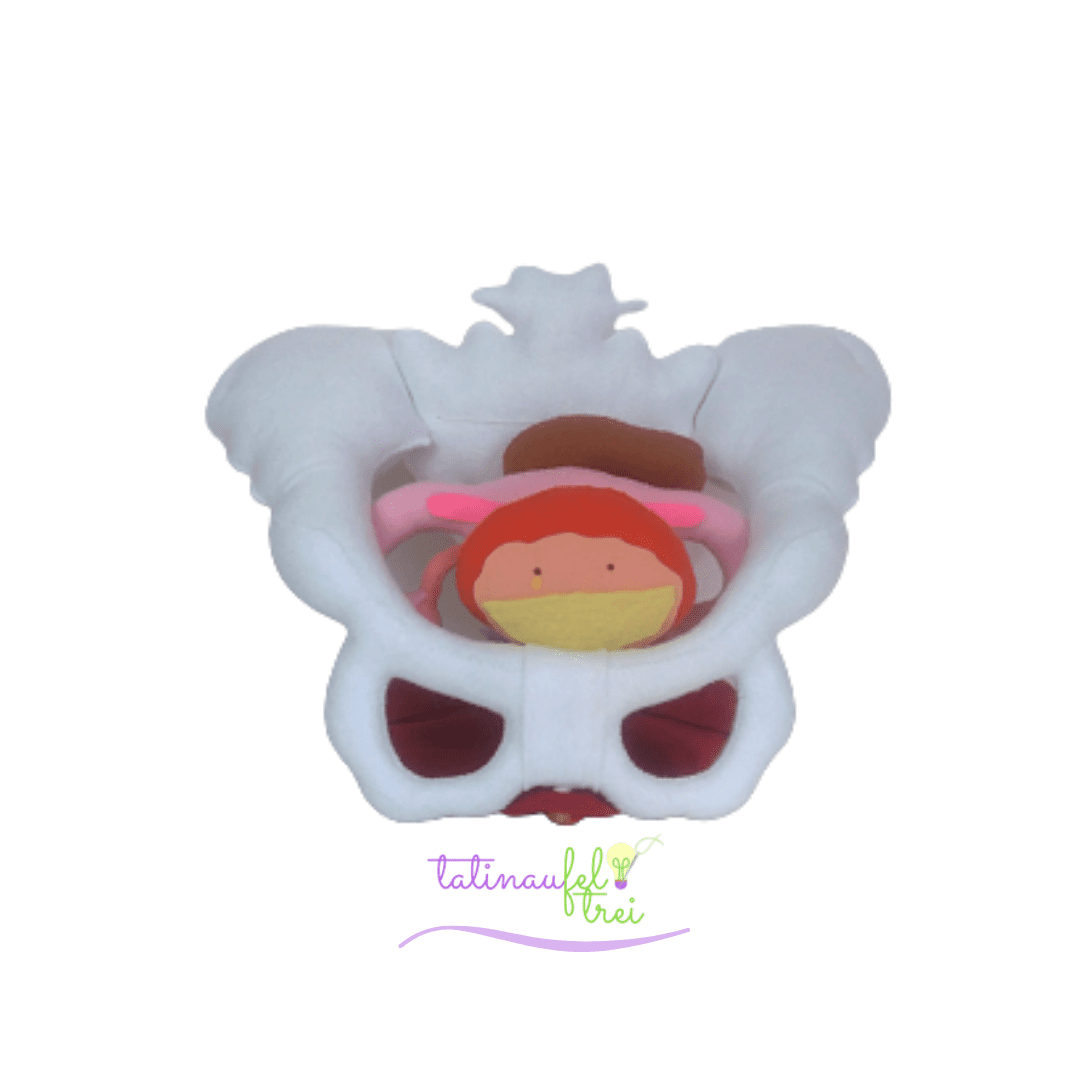 Pelve feminina com orgãos - Imagem 3